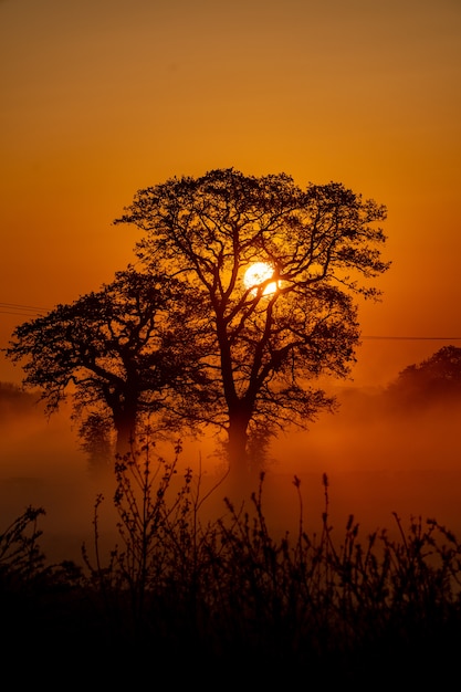 Pionowe ujęcie niektórych pięknych drzew i zachodzącego słońca w tle