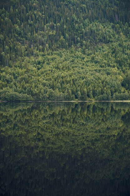 Pionowe Ujęcie Odbicia Piękne Drzewo Pokryte Górą W Spokojnym Jeziorze W Norwegii