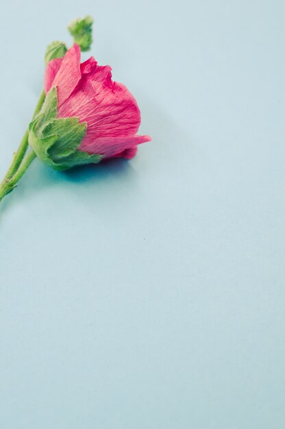 Pionowe ujęcie pięknego różowego kwiatu goździka na małej łodydze, umieszczone na niebieskiej powierzchni