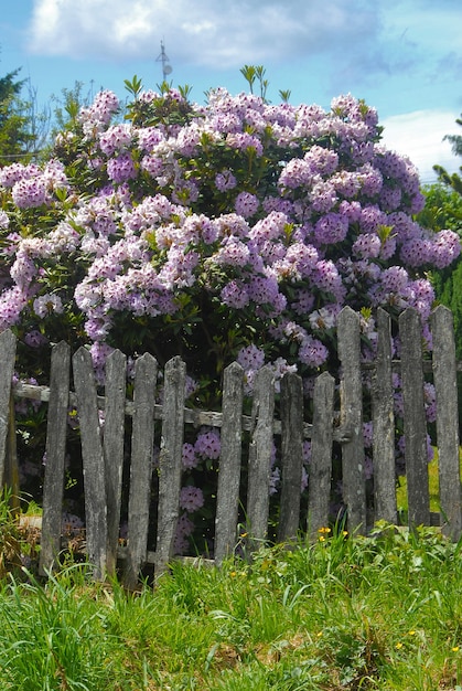 Pionowe ujęcie pięknych kwiatów glicynii za drewnianym płotem