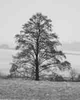 Bezpłatne zdjęcie pionowe ujęcie pojedynczego drzewa w skali szarości
