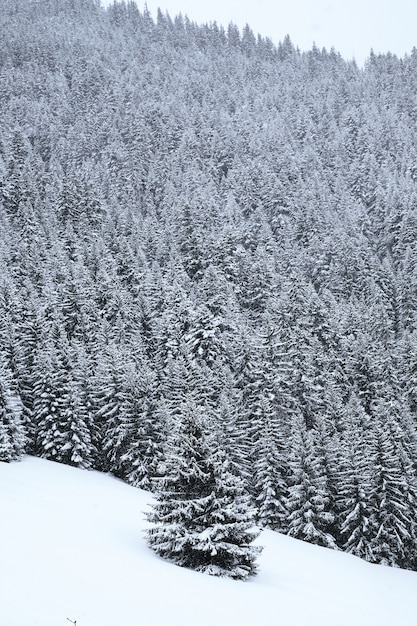 Pionowe ujęcie pokryte śniegiem lasów alpejskich we francuskich Alpach zimą