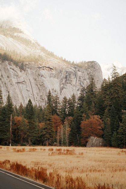 Bezpłatne zdjęcie pionowe ujęcie pola z wysokimi drzewami i skalistą górą