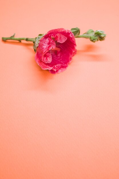 Pionowe ujęcie różowego kwiatu goździka na małej łodydze, umieszczonego na kremowej powierzchni