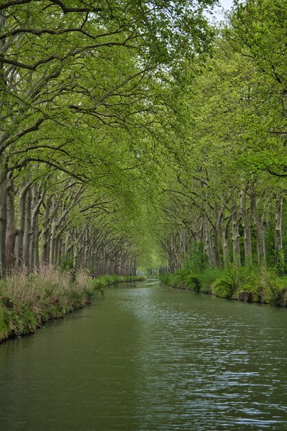 Pionowe ujęcie rzeki płynącej przez zielony las