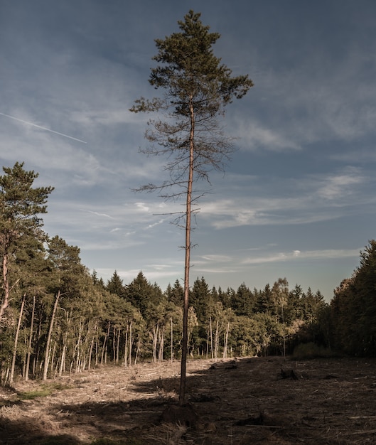 Pionowe ujęcie samotnego drzewa z obciętymi gałęziami rosnącymi w lesie w ponury dzień