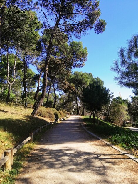 Pionowe ujęcie ścieżki w parku Quinta de Los Molinos w Madrycie, Hiszpania