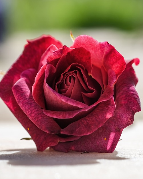 Pionowe ujęcie selektywnej ostrości kwitnącej czerwonej róży - idealne dla telefonów komórkowych