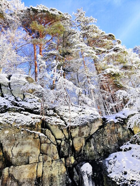 Pionowe ujęcie skał i drzew pokrytych śniegiem w słońcu i błękitne niebo w Norwegii