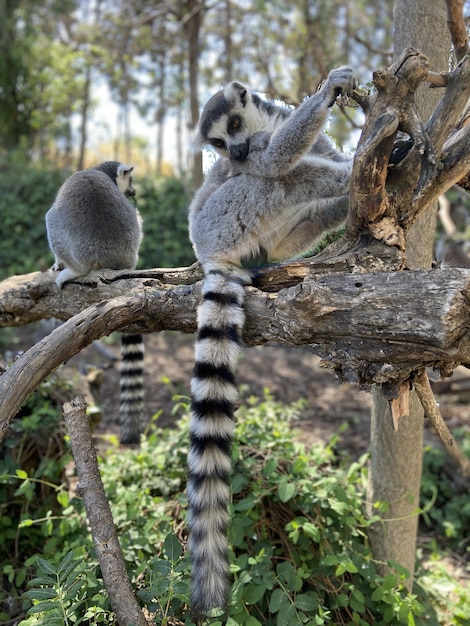 Pionowe ujęcie ślicznych lemurów katta grających na drzewie w parku