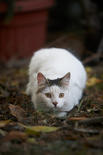 Bezpłatne zdjęcie pionowe ujęcie słodkiego białego kota leżącego na ziemi w świetle dziennym