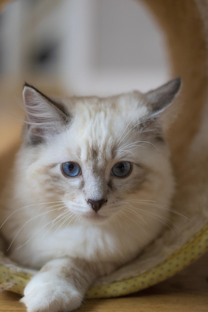 Pionowe ujęcie słodkiego białego kota o niebieskich oczach