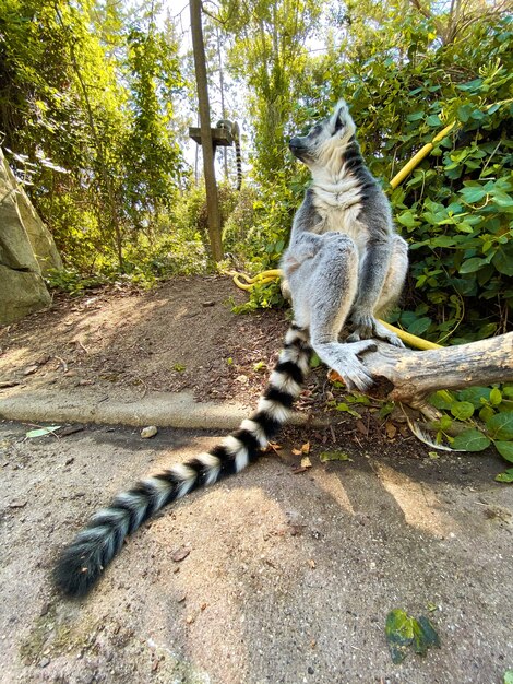 Pionowe ujęcie słodkiego lemura katta grającego na gałęzi drzewa w parku