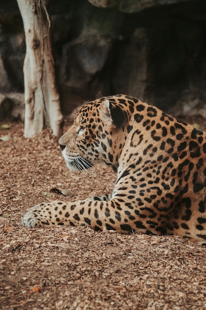 Bezpłatne zdjęcie pionowe ujęcie śpiącego jaguara