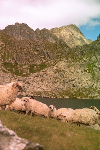 Pionowe ujęcie stada owiec pasących się w pobliżu jeziora