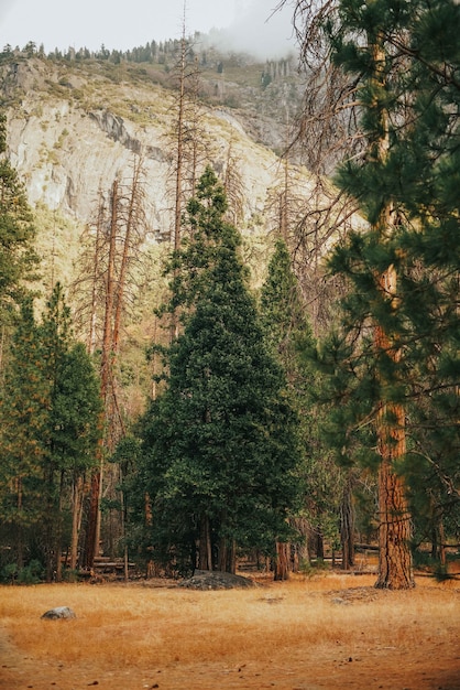 Bezpłatne zdjęcie pionowe ujęcie traw z wysokimi drzewami i skalistą górą