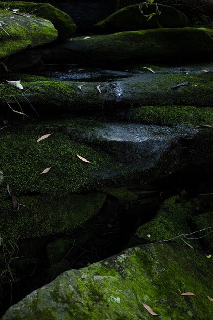 Pionowe ujęcie trawy i zielonych grzybów rosnących na mokrych skałach