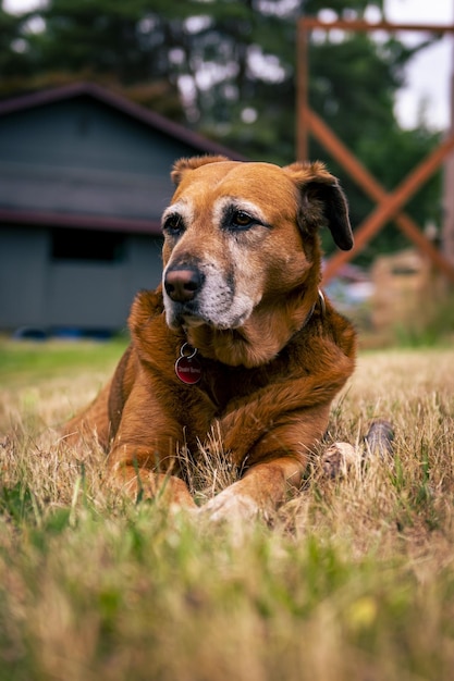 Pionowe ujęcie uroczego brązowego psa w ogrodzie