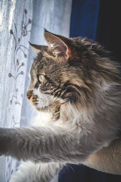 Pionowe ujęcie uroczego puszystego kota rasy Maine Coon przy oknie