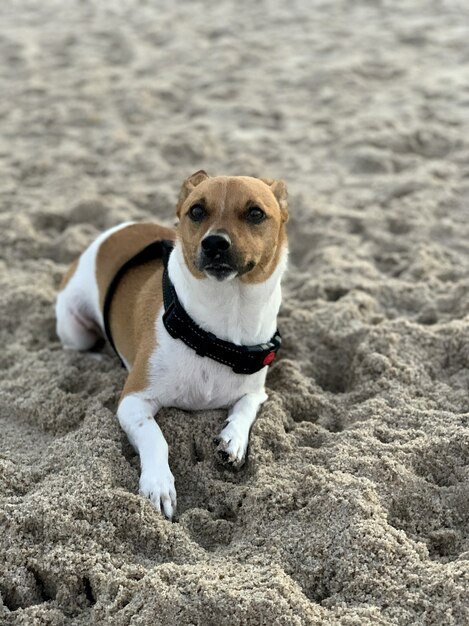 Pionowe zbliżenie strzał cute Jack Russell leżącego na piasku na plaży