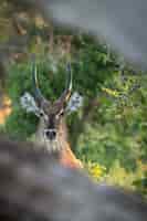 Bezpłatne zdjęcie pionowe zbliżenie strzał głowy jelenia z pięknymi rogami