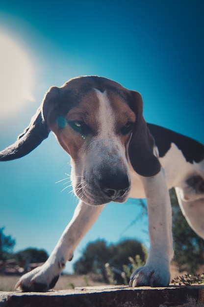 Bezpłatne zdjęcie pionowe zbliżenie strzał psa rasy beagle stojącej na betonie