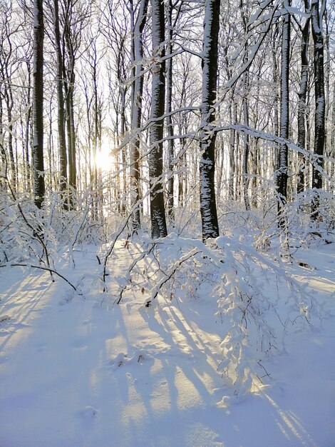 Pionowe zdjęcie drzew pokrytych śniegiem w lesie nasłonecznionym w Larvik w Norwegii