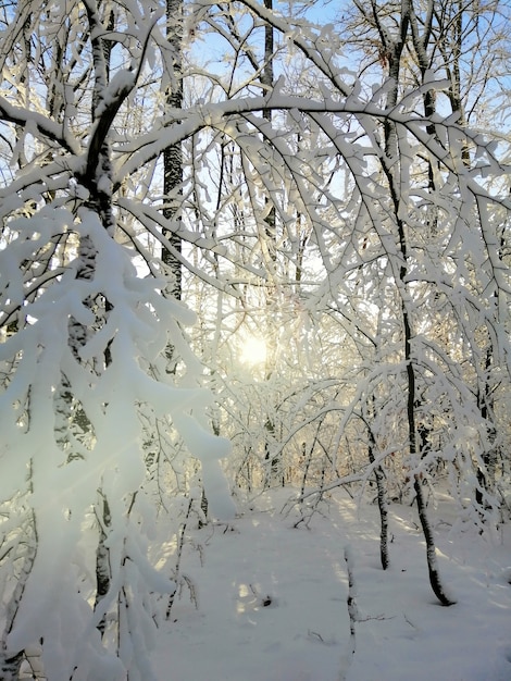 Pionowe zdjęcie drzew w lesie pokrytym śniegiem w słońcu w Larvik w Norwegii