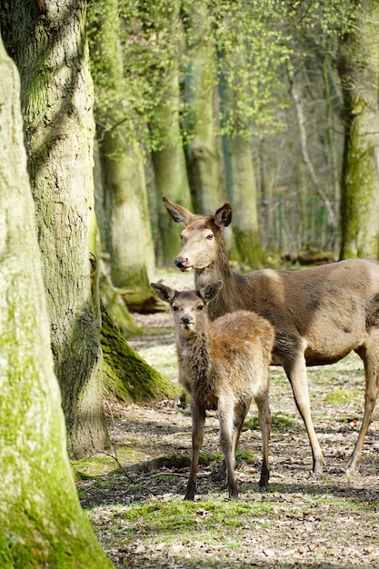 Pionowe zdjęcie dwóch jeleni otoczonych drzewami w lesie w słońcu