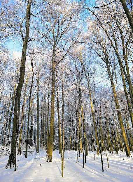 Pionowe zdjęcie lasu otoczonego drzewami pokrytymi śniegiem w słońcu w Norwegii