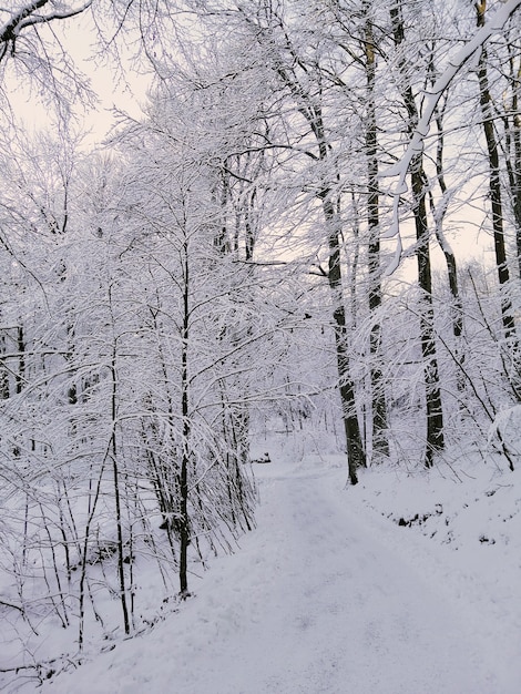 Pionowe zdjęcie lasu otoczonego drzewami pokrytymi śniegiem w słońcu w Norwegii