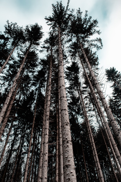Bezpłatne zdjęcie pionowe zdjęcie lasu otoczonego liśćmi i wysokimi drzewami pod zachmurzonym niebem