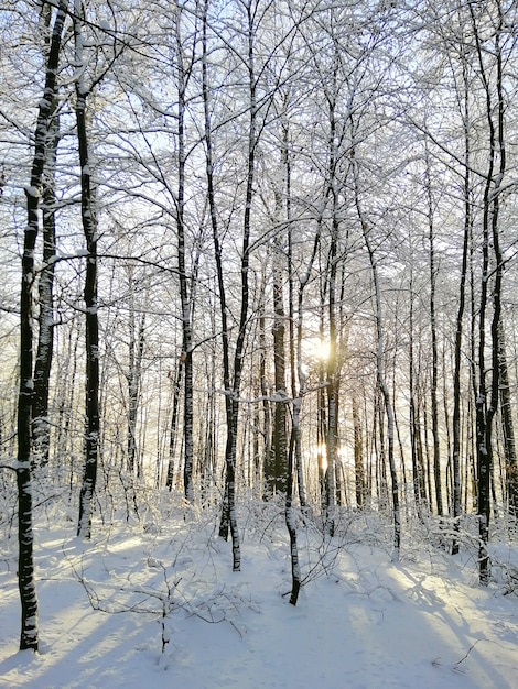 Pionowe zdjęcie lasu pokrytego drzewami i śniegiem w słońcu w Larvik w Norwegii