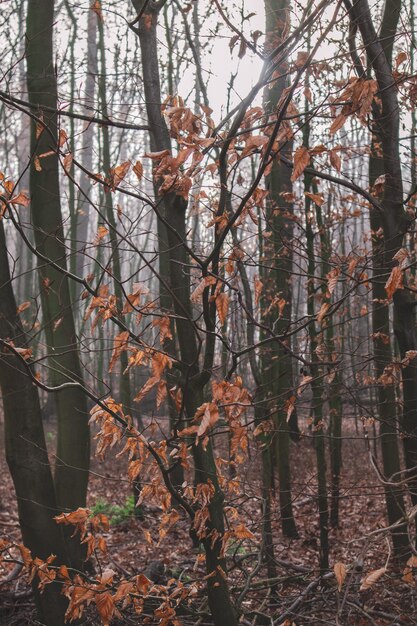 Pionowe zdjęcie lasu pokrytego suchymi liśćmi i drzewami jesienią
