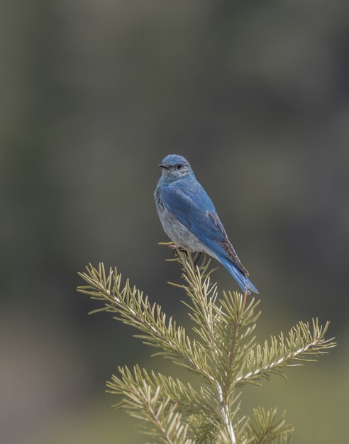 Pionowo zbliżenie strzał halny bluebird na gałąź