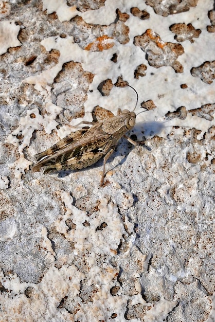 Pionowo zbliżenie strzał mayfly insekt na piaskowatej ziemi