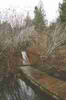 Bezpłatne zdjęcie pionowy obraz drewnianego mostu na jeziorze otoczonym zielenią i krzewami