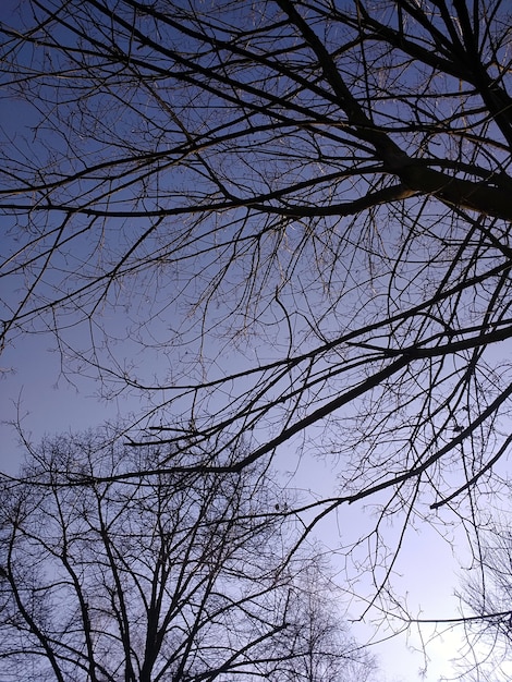 Pionowy obraz gałęzi drzew pod wpływem promieni słonecznych i błękitnego nieba