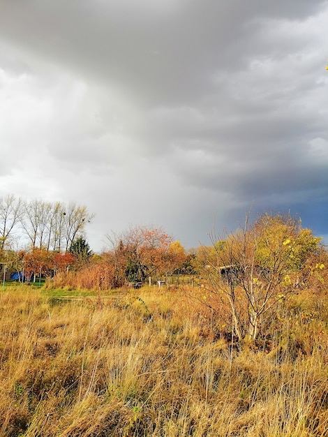 Pionowy obraz łąki pod zachmurzonym niebem jesienią w Polsce
