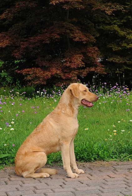 Pionowy portret dużego psa rasy Chesapeake Bay Retriever siedzącego na chodniku w ogrodzie