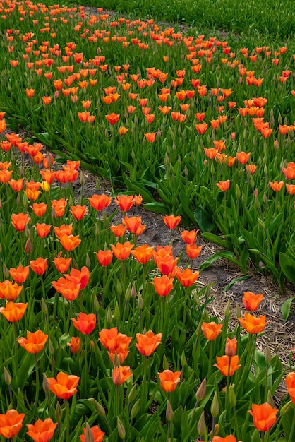 Pionowy wysoki kąt pięknych pomarańczowych tulipanów uchwyconych w ogrodzie tulipanów