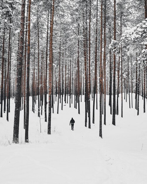 Pionowy wysoki kąt strzału osoby idącej w zaśnieżonym lesie z wysokimi drzewami