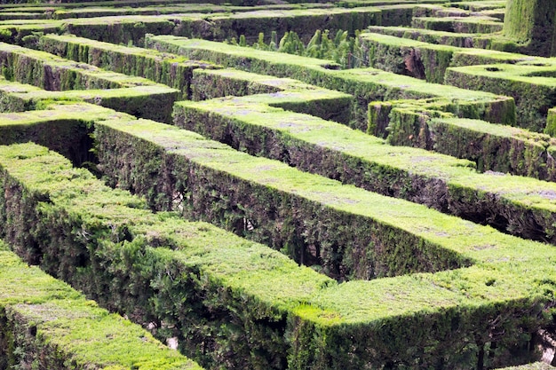 Plant of Labyrinth w Parc del Laberint de Horta w Barcelonie