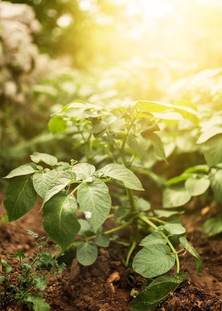 Bezpłatne zdjęcie plantacja o dużym kącie z promieniami słońca