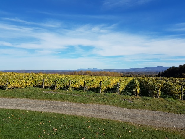Plantacja winogron do produkcji win