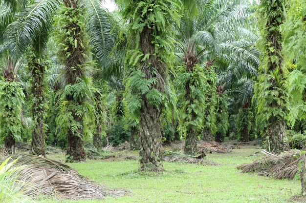 plantacji oleju palmowego