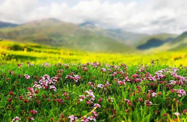 Plantuj na łące alpejskiej w Pirenejach