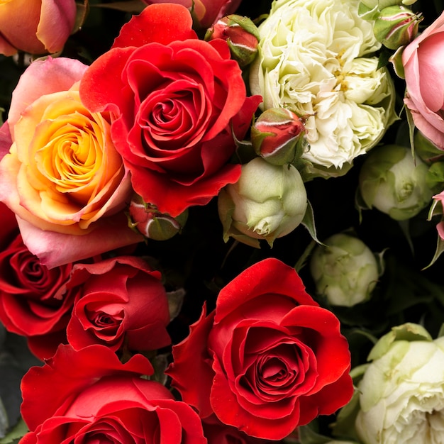 Płaski układ pięknie kwitnących kolorowych kwiatów róży