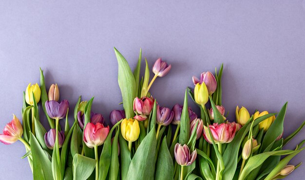 Płaskie świeckie tulipany na kolorowym tle
