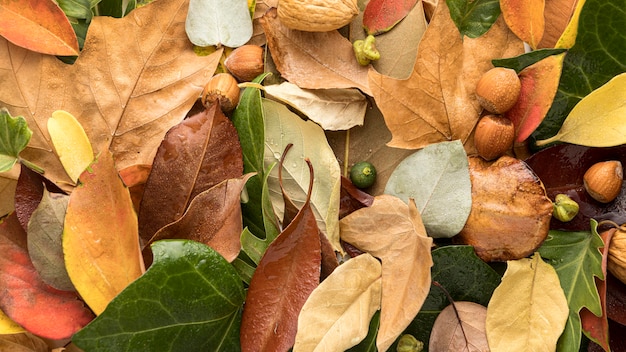 Płaskie ukształtowanie kolorowych liści jesienią